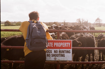 Kodak Colorplus photos of a cow with pentax spotmatic II