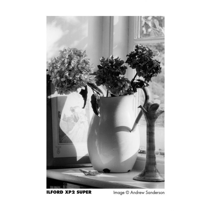 Kodak Ilford XP2 Super sample photo of a flower on a shelf